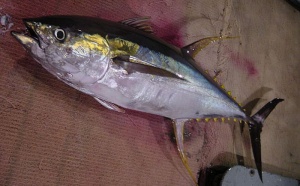 Thon Albacore